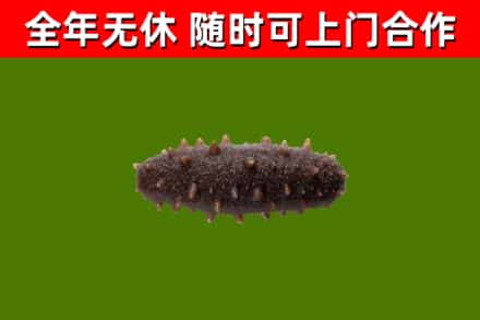 横峰县回收海参干